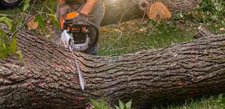 Best Root Management and Removal  in Buckeye Lake, OH