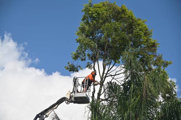 Best Tree Maintenance Programs  in Buckeye Lake, OH